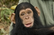 Give Orphaned Chimpanzees More Room To Roam!