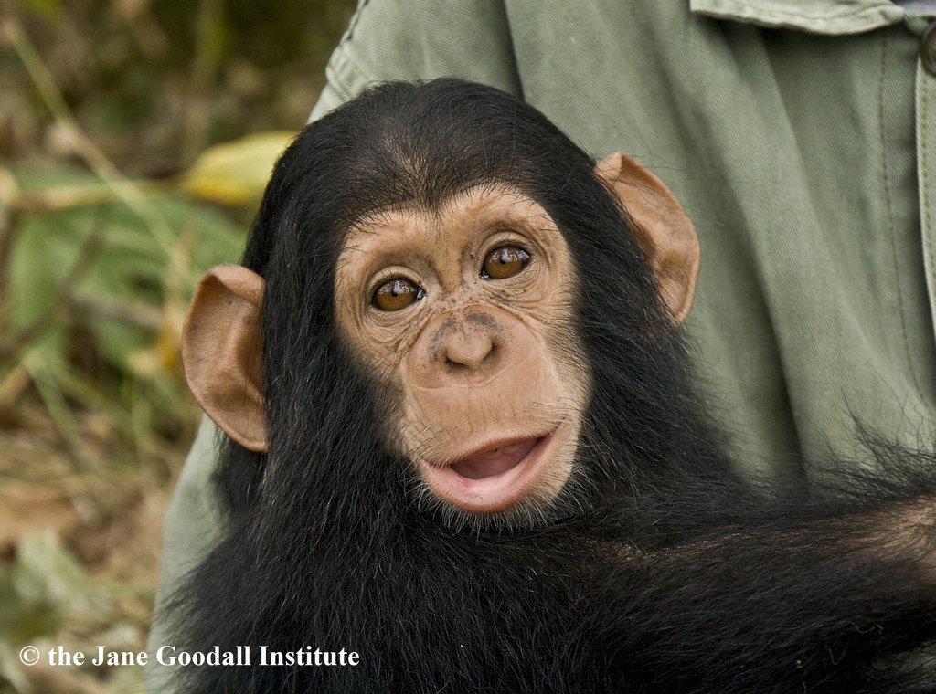 Give Orphaned Chimpanzees More Room To Roam!