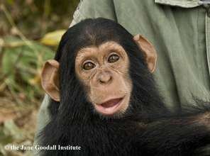 Give Orphaned Chimpanzees More Room To Roam!