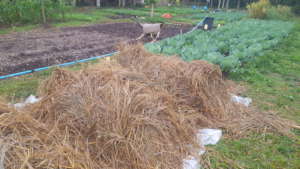 Mushroom Garden Grown Beneath Rice Straw