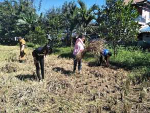 Rice Harvesting at the Half Day School