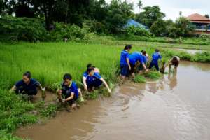 Students Helping Clean Rice Saplings