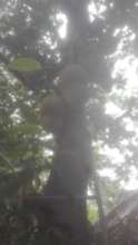 The big Jackfruit tree