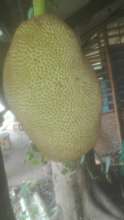 Jackfruit here on a tree
