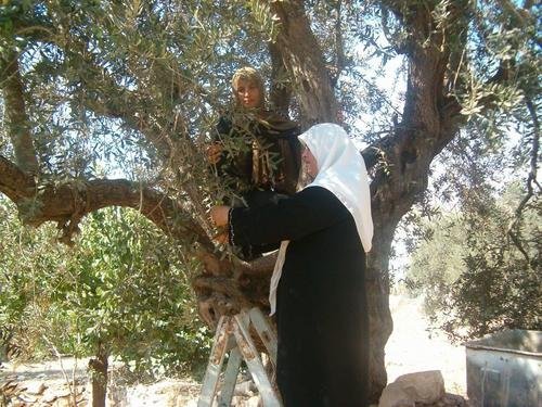 Economic Help for Palestinian Women Farmers