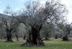 Revitalizing Olive Oil Farming in the West Bank