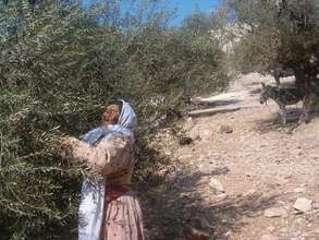 Sustainable Practices by West Bank Women Farmers