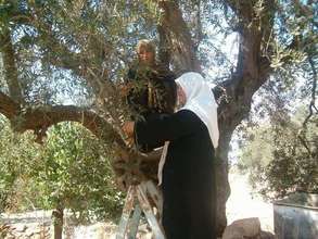 Olive Oil Potential for Women's Livelihoods