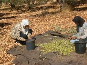 Sorting Olives -- A Traditional Women's Work