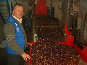 Best Practices for Pressing Olives