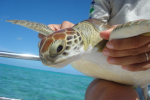 A sea turtle is captured for measurements