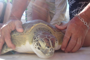 Measuring an endangered sea turtle