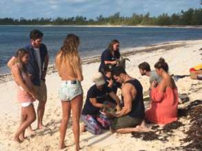 Millennial Instagram celebrities measure turtles