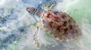 A sea turtle glides effortlessly through the water