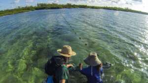 Seine netting for turtles in the bay