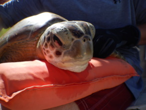 a captured turtle is held gently on a life vest