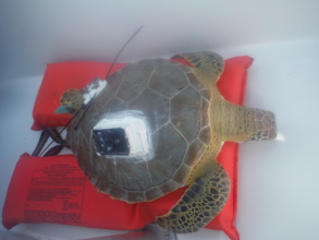 A tracking device is affixed to a turtle's shell