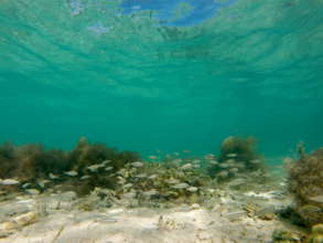 A school of fish