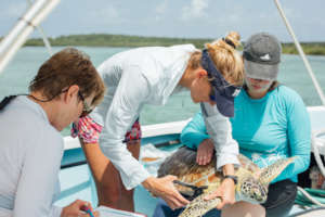 A sea turtle is carefully tagged