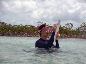 A volunteer records habitat data in the mangroves