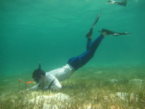 Volunteers also study sea turtle habitat for clues
