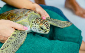 An untagged new(!) green sea turtle on Eleuthera