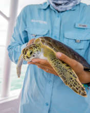 Dr. Brooks holds a juvenile green sea turtle