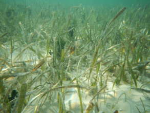 Seagrass beds - a favorite habitat of sea turtles