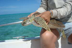 A captured sea turtle gets ready to be released
