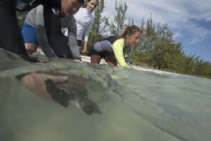 Sea turtles are released after measuring