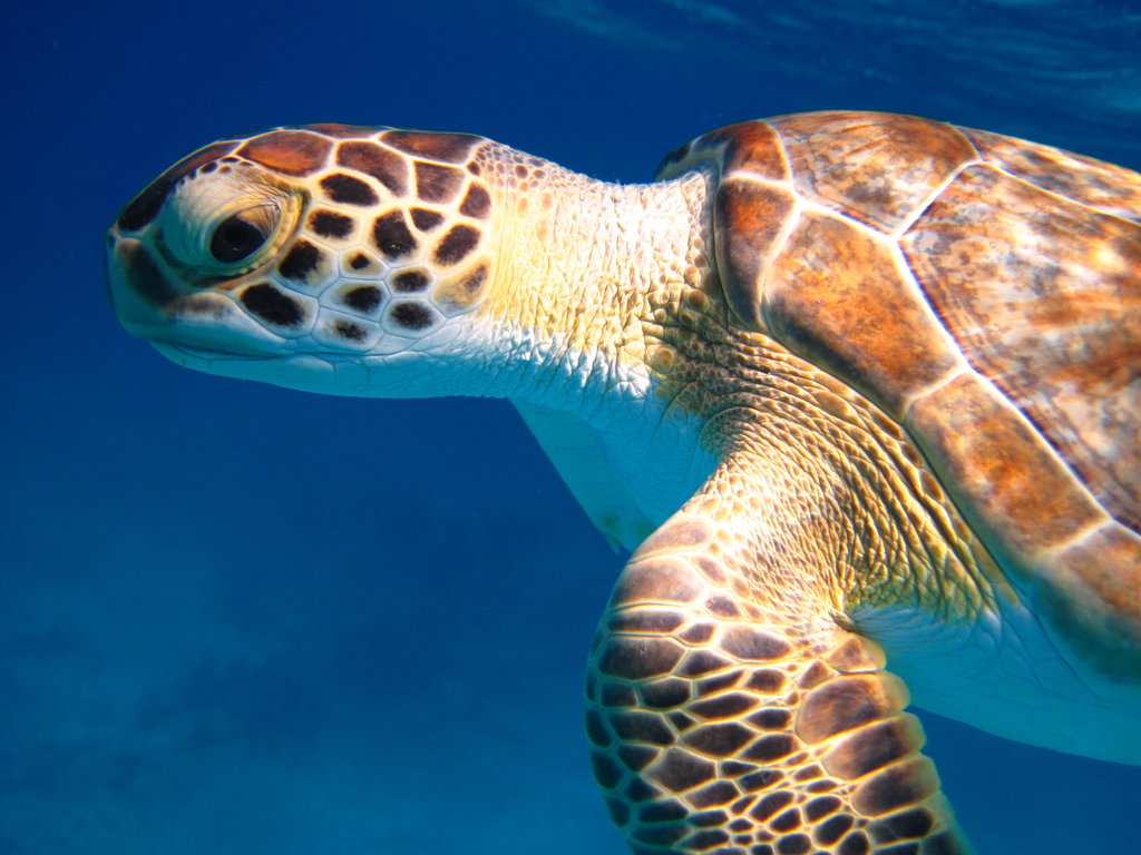 Earthwatch's Tracking Sea Turtles in the Bahamas