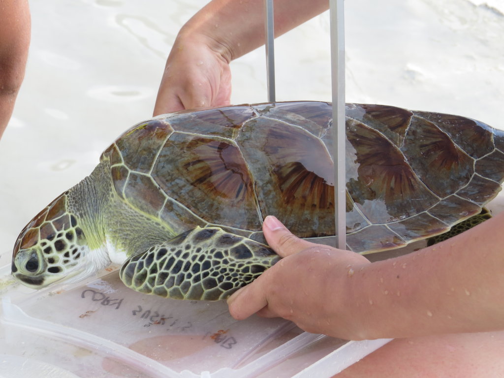 Earthwatch's Tracking Sea Turtles in the Bahamas