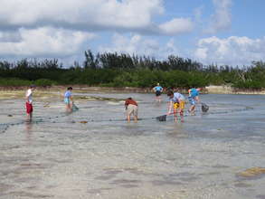 Students survey mangrove creeks in the Bahamas.