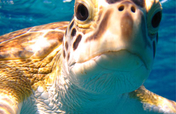 Earthwatch's Tracking Sea Turtles in the Bahamas