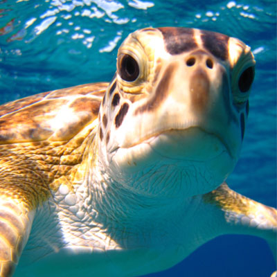 Earthwatch's Tracking Sea Turtles in the Bahamas