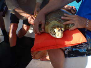 Measuring a Captured Sea Turtle