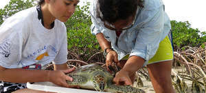A volunteer assists with flipper tagging