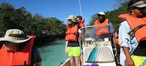 Surveying for turtles in mangroves