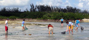 Seine netting for turtles at the creek mouth