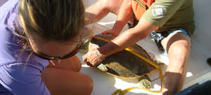Every turtle is measured...