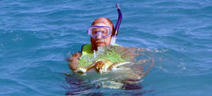 Caught one! A volunteer guides turtle to boat.