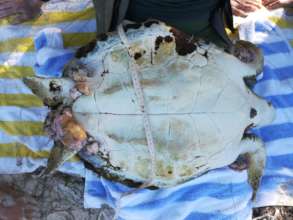 A turtle infected with the FP virus