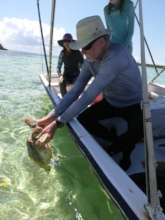 Each turtle is returned to its capture location