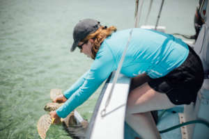 A captured turtle is gently released