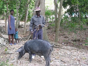 Haitian Family taking care of their pig