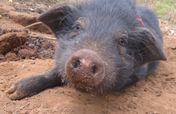 Donate a Pig: Invest in Haiti's Future