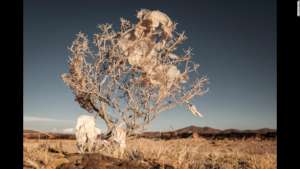 Plastic bag in a thorn tree