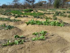 Permaculture Community Gardens