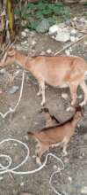 Female Goat and Kids