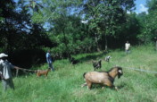 Goats: Help Families Become Self-Sufficient